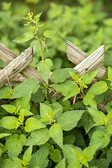 Image showing stinging nettle at a wooden fence