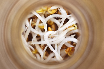 Image showing sprouts of alfalfa in focus