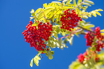 Image showing rowan berry
