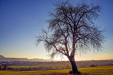 Image showing tree in backlight