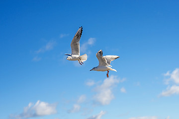 Image showing Black-headed gull flying