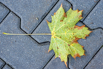 Image showing autumnal painted leaf on a street