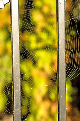 Image showing Spider web at a fence