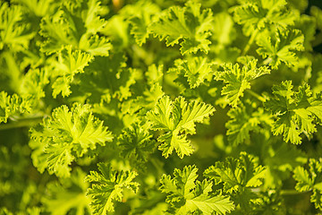 Image showing Scented Leaved Pelargonium