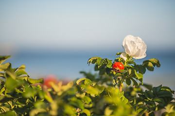 Image showing Beach rose flower at the Baltic Sea