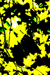 Image showing leaves in backlight