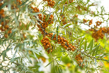 Image showing common sea-buckthorn fruits