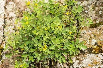 Image showing Celandine, Chelidonium majus, medicinal herb