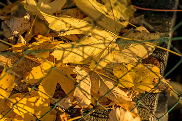 Image showing autumnal painted maple leaves behind a fence 