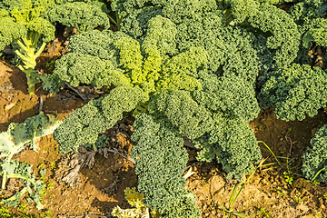 Image showing green kale in cultivation