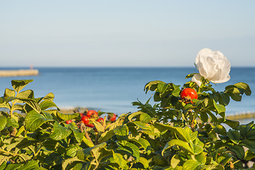 Image showing Beach rose flower at the Baltic Sea