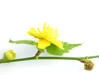 Image showing Flowers of the shrub Kerria