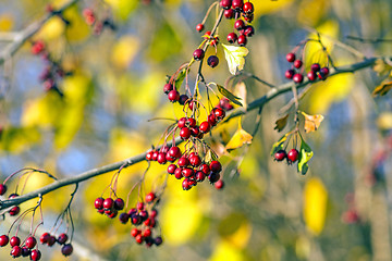 Image showing Hawthorn fruits