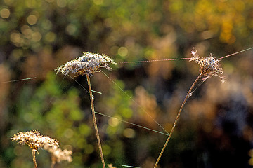 Image showing spider threads on a flower