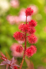 Image showing Castor-oil plant with bolls