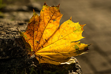 Image showing autumnal painted leaf on a street