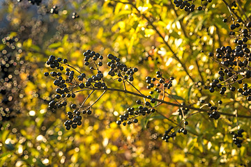 Image showing privet berries in back light