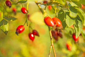 Image showing rose hips