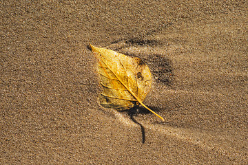 Image showing autumnal painted leaf on a beach