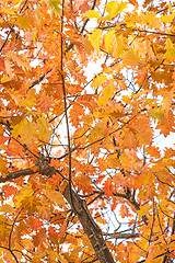 Image showing tree in autumnal colors