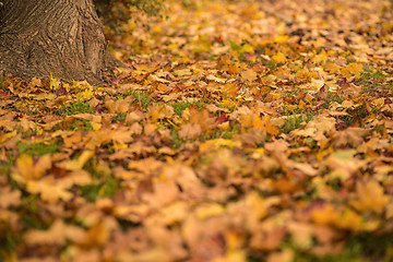 Image showing autumnal painted leaves