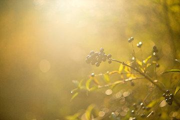 Image showing privet berries in back light