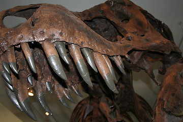 Image showing Dinosaurus Rex