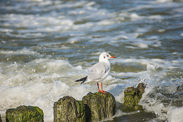 Image showing Black-headed gull on groynes in the Baltic Sea