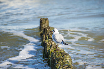 Image showing Black-headed gull on groynes in the Baltic Sea