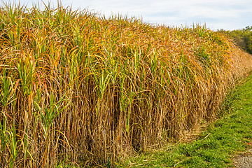 Image showing switch grass