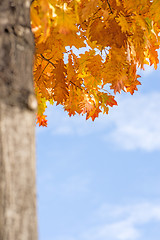 Image showing tree in autumnal colors