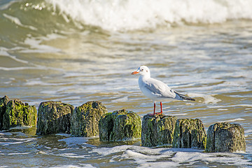 Image showing Black-headed gull on groynes in the Baltic Sea