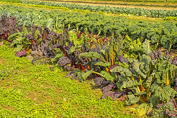 Image showing cultivation Swiss chard and green kale