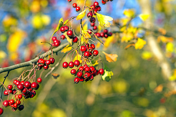 Image showing Hawthorn fruits