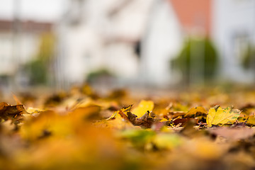 Image showing autumnal painted leaves