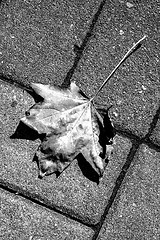 Image showing autumnal painted leaf on a street