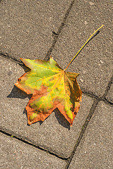 Image showing autumnal painted leaf on a street