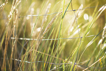 Image showing seedlings of European marram grass 