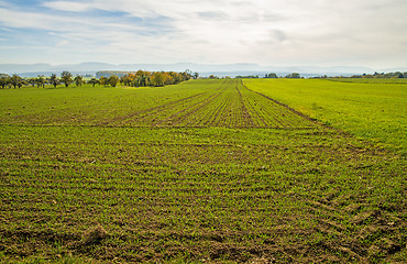 Image showing wheat with a panoramic view to the Swabian Mountains