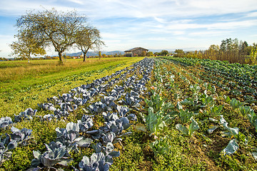 Image showing cultivation of blue and white kale