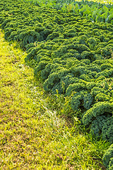 Image showing green kale in cultivation