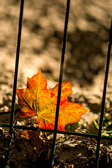 Image showing autumnal painted maple leaf behind a fence 