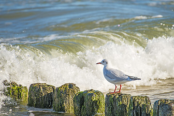 Image showing Black-headed gull on groynes in the Baltic Sea