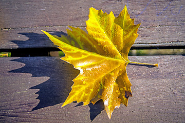 Image showing leaf on a park bench