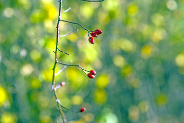 Image showing rose hips