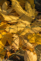 Image showing autumnal painted maple leaves behind a fence 
