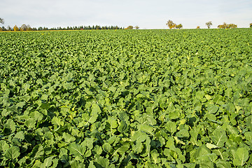 Image showing Oil radish, green manure
