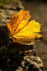 Image showing autumnal painted leaf in back lighting