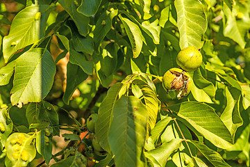 Image showing walnut on tree