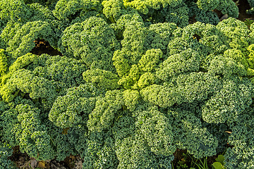 Image showing green kale in cultivation